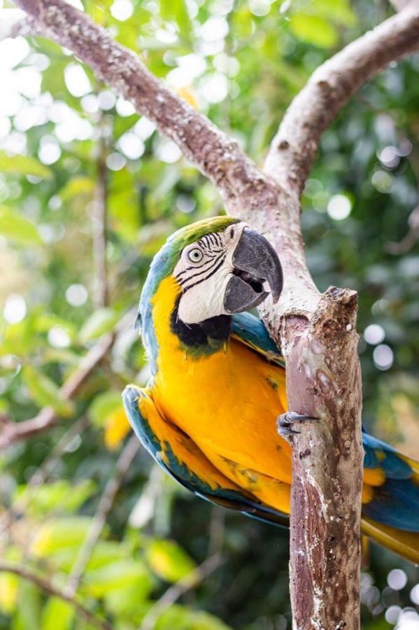 Hotel - Granja De Animales San Basilio De Palenque Сан-Басилио-дель-Паленке Экстерьер фото